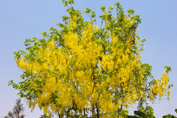 Golden Shower or Cassia Fistula in blue sky,national tree of Tha