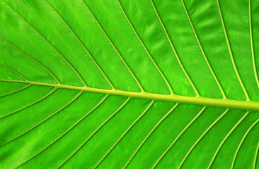 leaf background