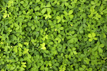 green leaf background