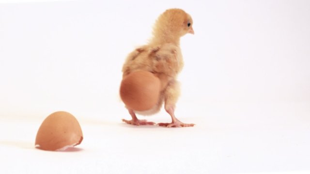 Baby chick with a shell on its head and butt