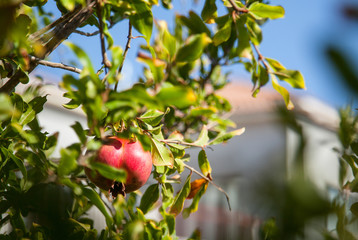 Ripe pomegranate on a branch