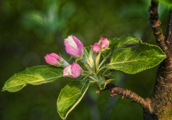 the blossoming apple-tree