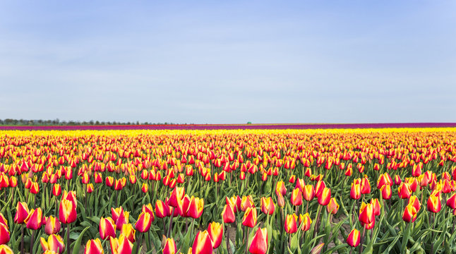 Tulpen