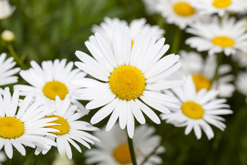Obraz premium white camomile 