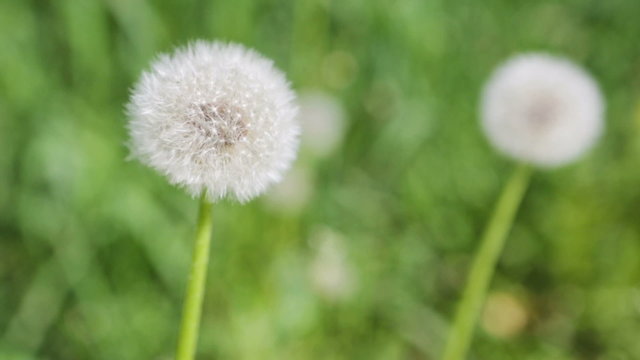 White dandelions on a green meadow in the wind
