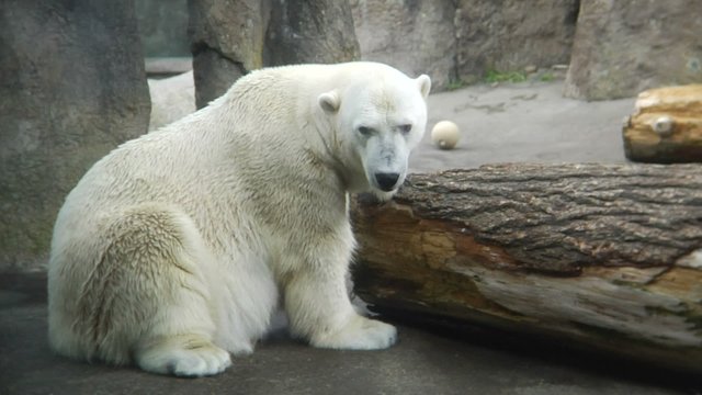 Polar bear sits next to a log in his zoo habitat