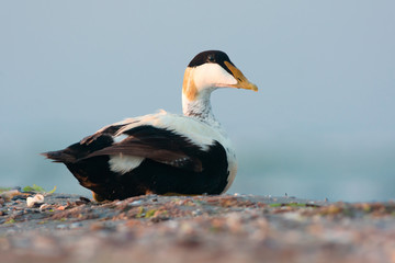 Common eider