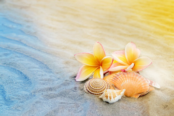 frangipani flower and seashell on sand beach