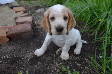 щенок русского спаниеля