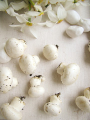Fresh champignon mushrooms