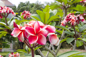 red frangipani