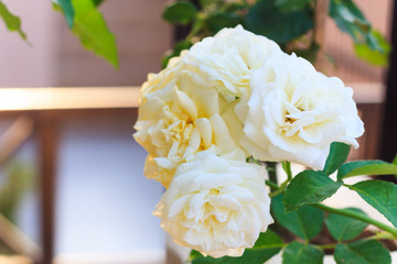 rose