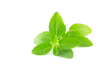 basil leaves