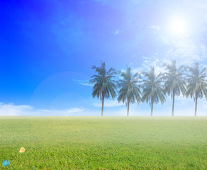 grass and sky