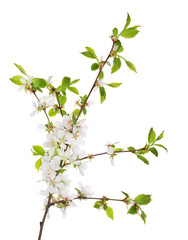 cherry tree blossoming branch with small green leaves