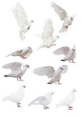 isolated ten white pigeons