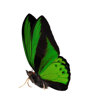 side view of dark green isolated large butterfly