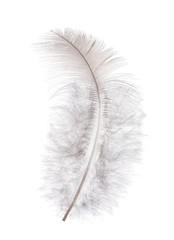 single feather with grey down