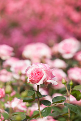 バラ　ヒストリー