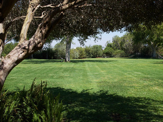 Green grass lawn field in big garden