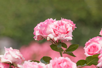 バラ　ヒストリー