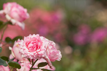 バラ　ヒストリー