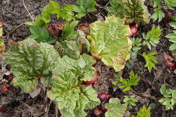 The plant - a rhubarb, grows in the earth