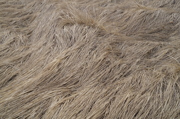 Background the dried-up grass 