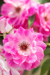 バラ　ブリリアント・ピンク・アイスバーグ