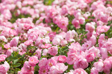 バラ　メベリュー・ナタリー・ニベルズ