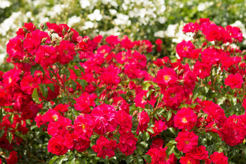 バラ　ロッティリア