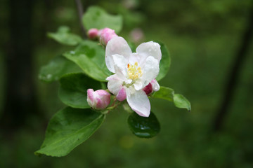 яблоневый цвет