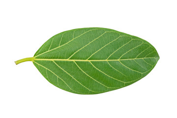 Fototapeta na wymiar green leaf isolate with clipping path