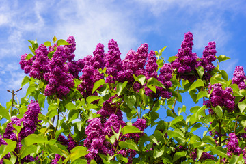 beautiful lilac flowers.  beauty bloom lilacs in the spring gard
