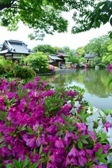 Fototapeta na wymiar ツツジの京都神泉苑