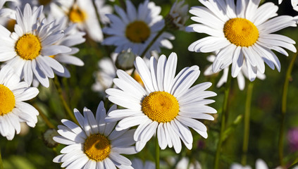 camomile flowers  