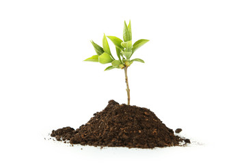 Young green plant in soil isolated on white