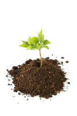 Young green plant in soil isolated on white