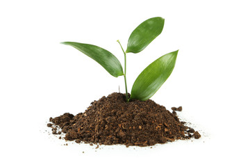 Young green plant in soil isolated on white