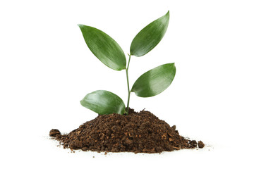 Young green plant in soil isolated on white