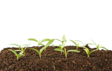 Young green plants in soil on white background