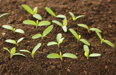 Young green plants in soil