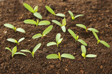 Young green plants in soil