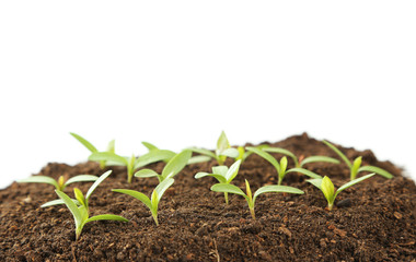 Young green plants in soil on white background