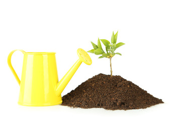 Yellow watering can with green plant in soil on white background