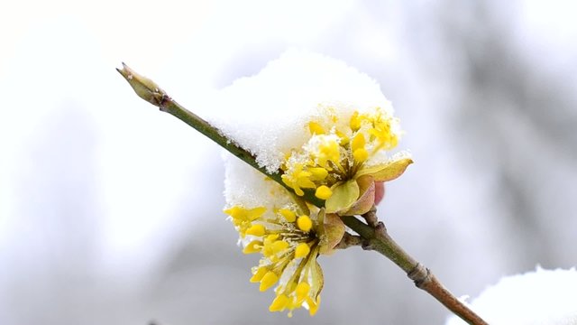 Close-up of snow falling on yellow Cornelian cherry flower