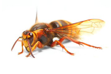 The European Hornet (Vespa Crabro) on white backround.