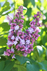 Beautiful lilac flowers outdoors