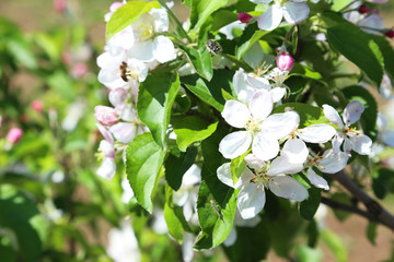 Spring flowering branch outdoors