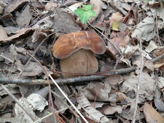 Boletus, hongo en el bosque (Boletus edulis)